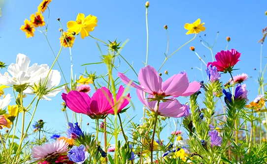 Los equinoccios de primavera y verano