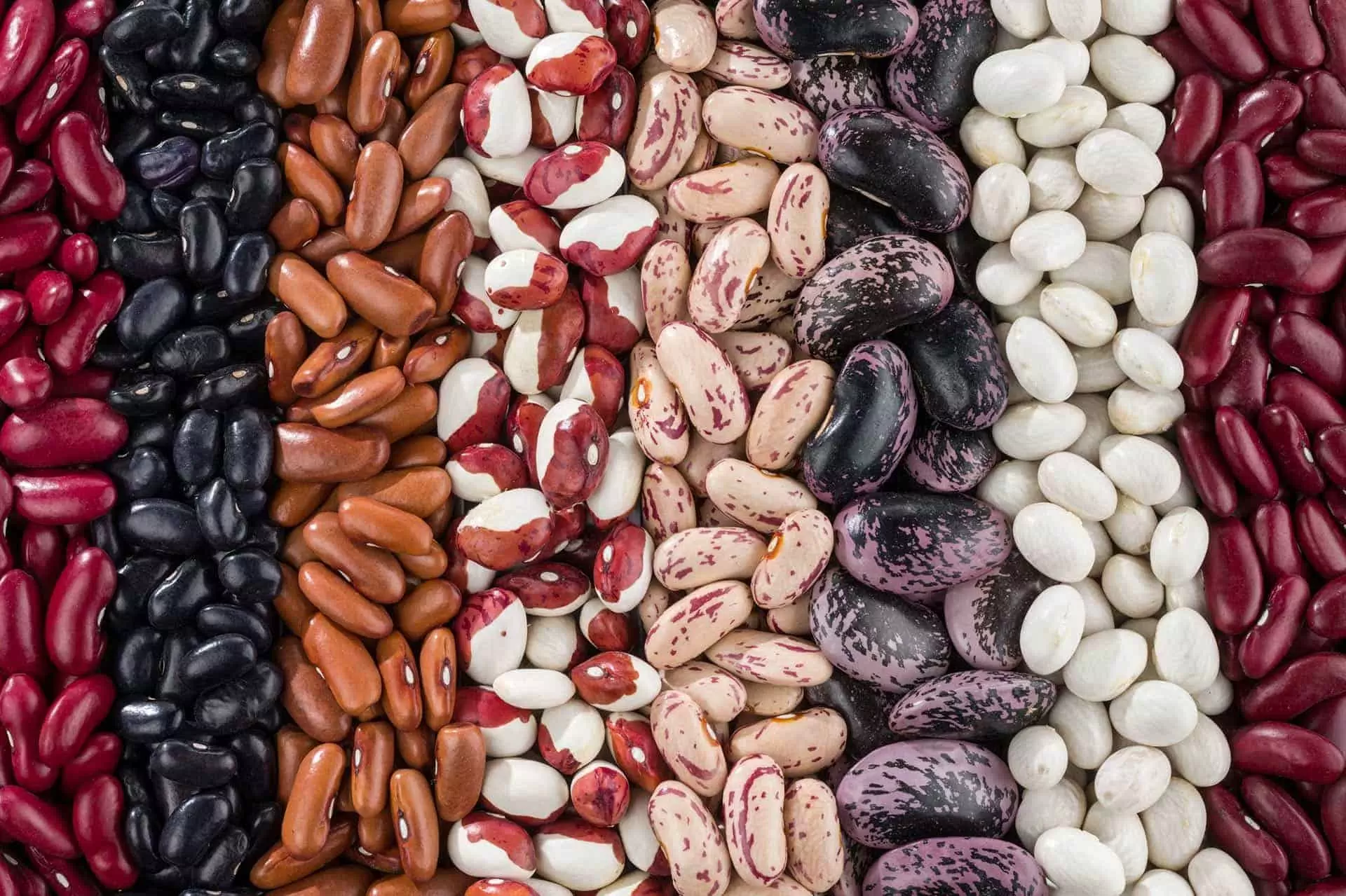 ¿Qué son los frijoles? Descubre tipos y variedades-Blog