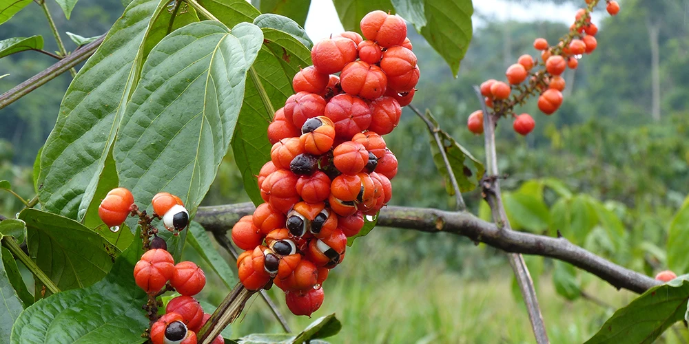 fruto del que se extrae la bebida de guaraná